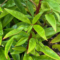 Lysimachia clethroides